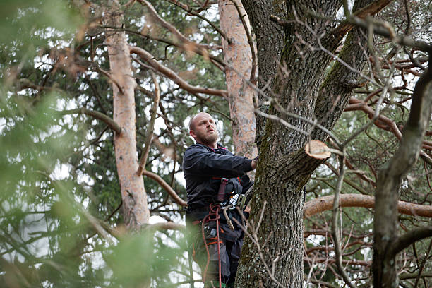 How Our Tree Care Process Works  in  Aberdeen, SD